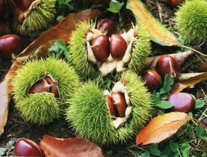 Chinese chestnut