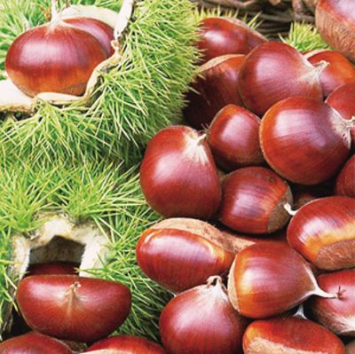 Chinese chestnut