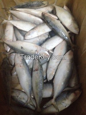 FROZEN INDIAN MACKEREL