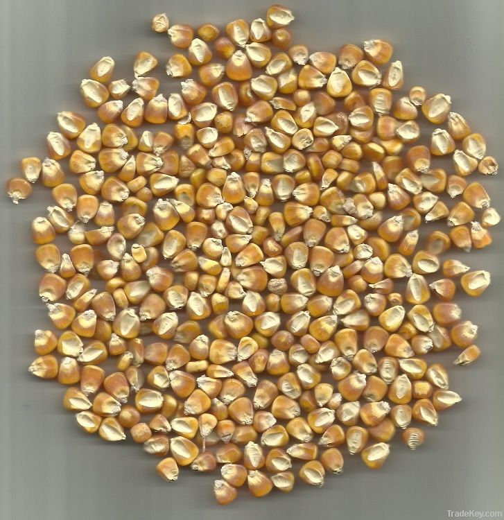 Maize | Maize Exporter | Corn Grain Seller | Maize Buyer | Bulk Maize Grain Importer | Corn bean Buyer | Corn bean Wholesaler | Corn Grain Manufacturer | Best Quality Corn Grain | Cheap Maize Supplier | Low Price Corn | Yellow Corn | White Cron | Baby Mai