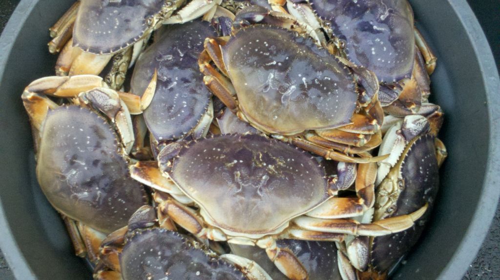 DUNGENESS CRAB