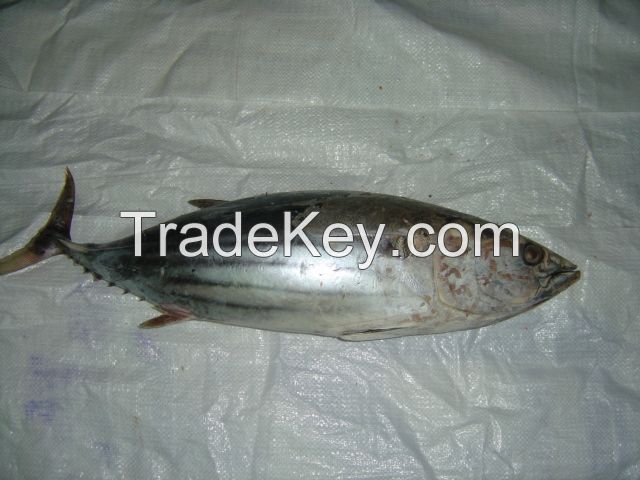 Yellowfin Tuna , Skipjack Tuna, Long tails Tuna, Bonito
