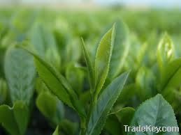 Green tea extract