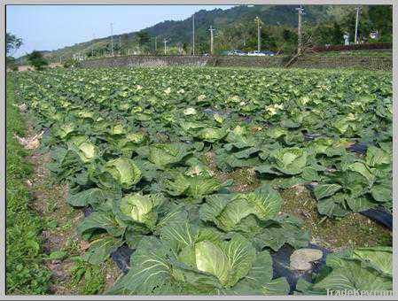 Fresh Cabbages