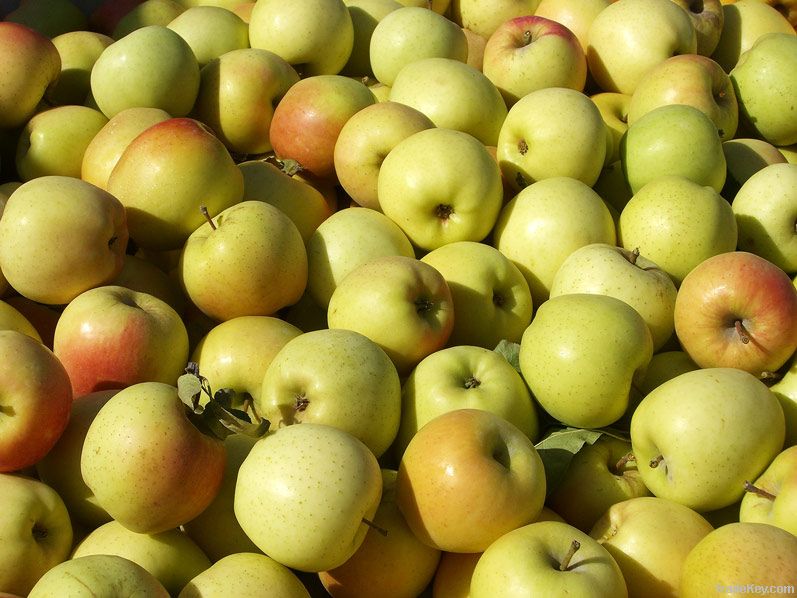 Fresh Golden Delicious Apples