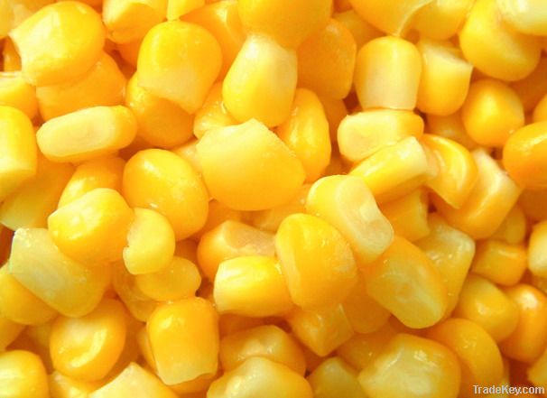 Yellow Corn/ White Corn/ Fresh Corn