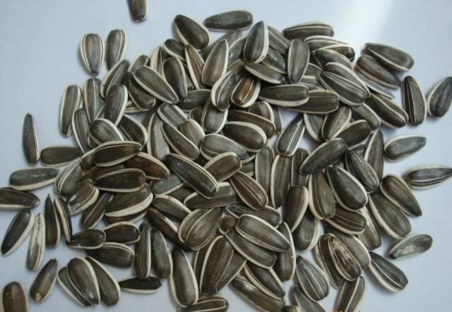 Export of Agriculture Products Of Sunflower Seed