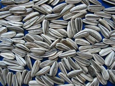 Export of Agriculture Products Of Sunflower Seed