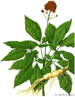 Ginseng Leaves extract&Atilde;&macr;&Acirc;&frac14;&iuml;&iquest;&frac12;Pesticide Free&Atilde;&macr;&Acirc;&frac14;&iuml;&iquest;&frac12;