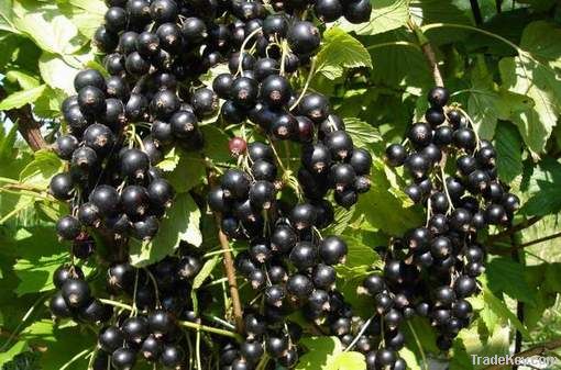 Blackcurrant Extract