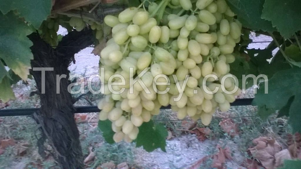 seedless grapes