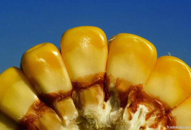 Yellow Corn | Yellow Maize
