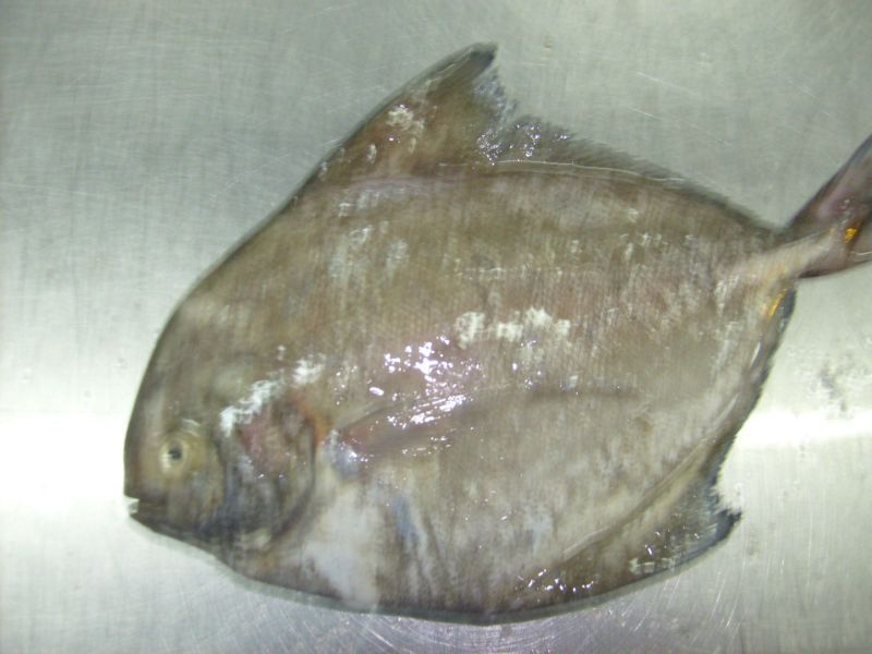 Frozen Black Pomfret