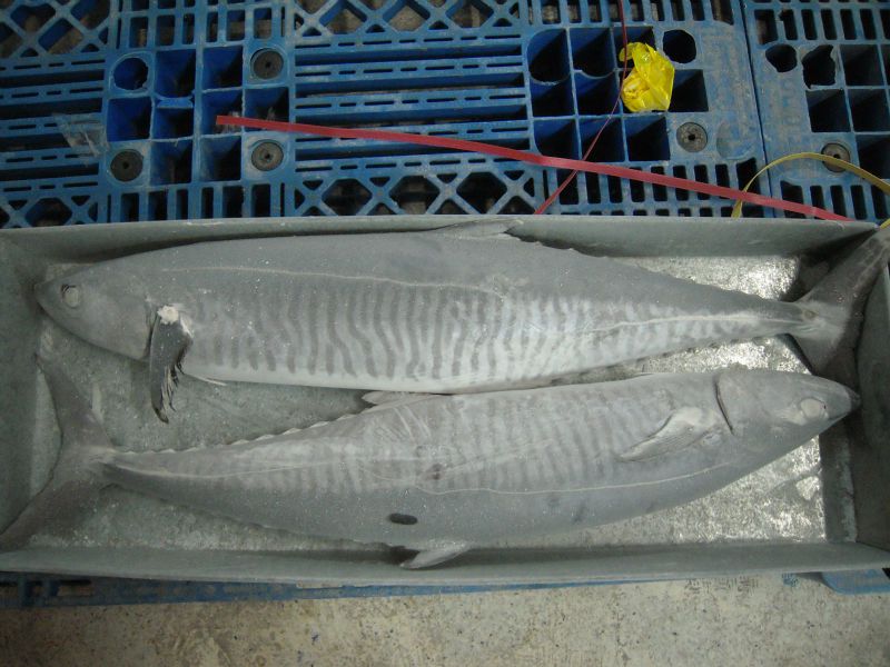 frozen spainish mackerel