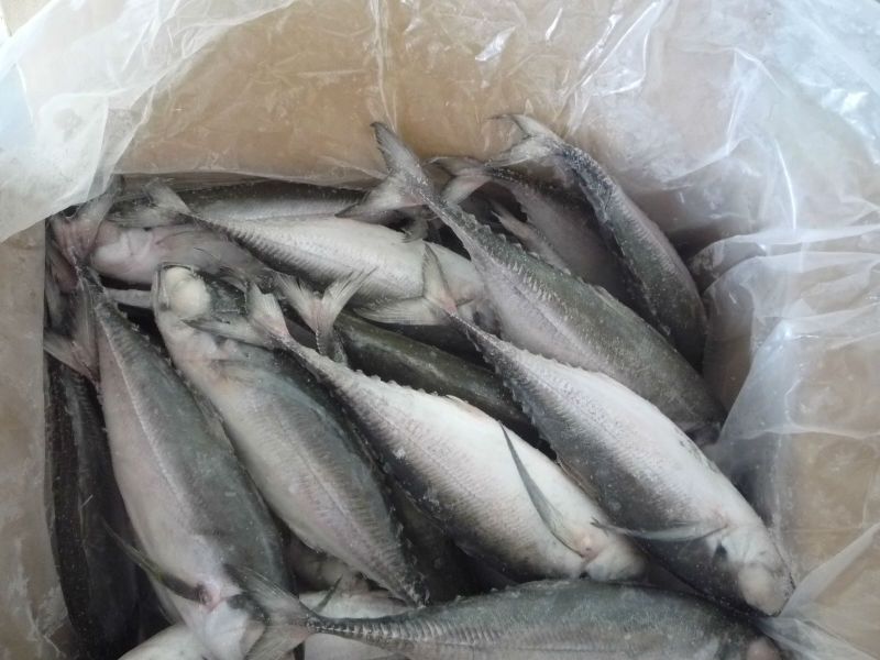 frozen Indian Mackerel