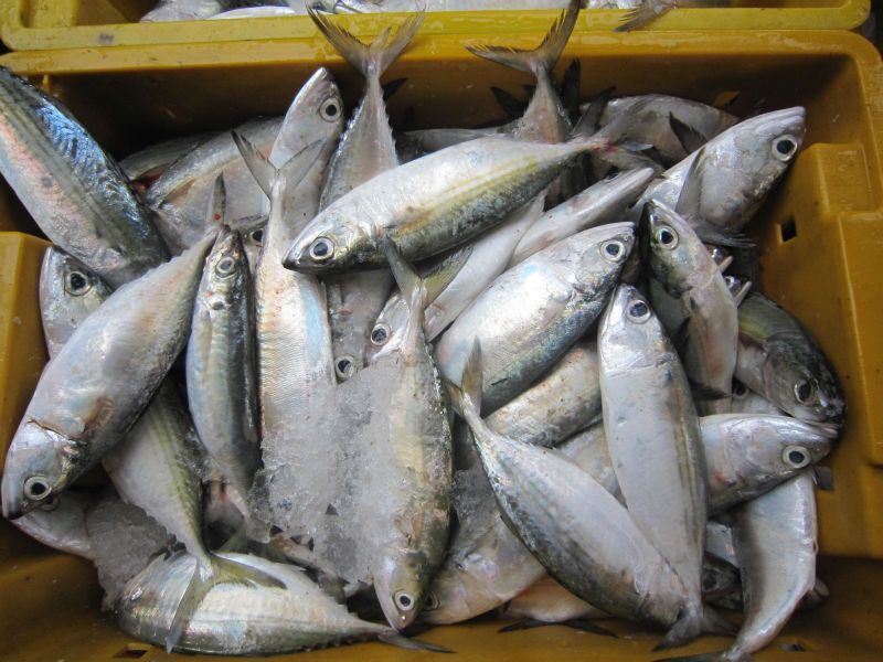 Indian Mackerel WHOLE ROUND