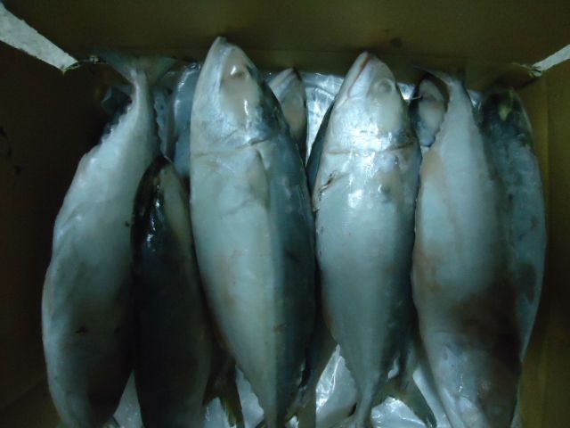 Indian Mackerel WHOLE ROUND- no Red eye, no blood