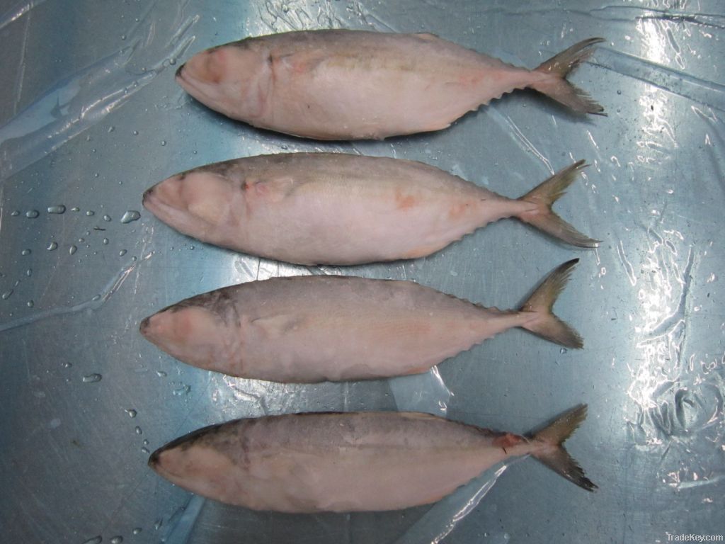 FROZEN INDO PACIFIC MACKEREL - AVAILABLE FROM STOCK