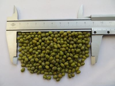 Green mung bean