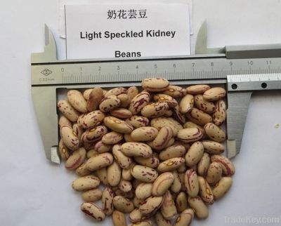 Light speckled kidney bean