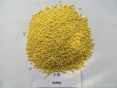 yellow millet