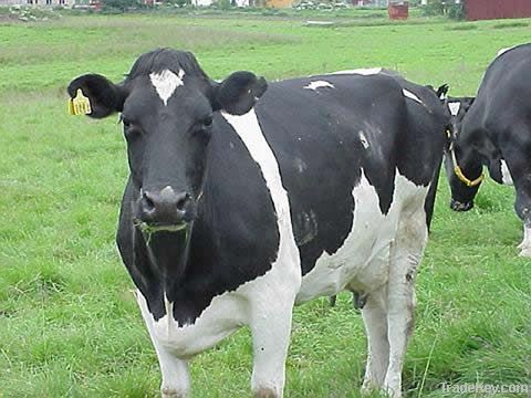 Dairy cattle and Holstein heifers
