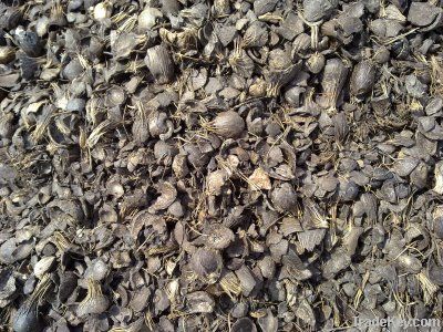 Palm Kernel Shell