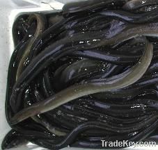 Live Eel (Anguilla Rostrata)