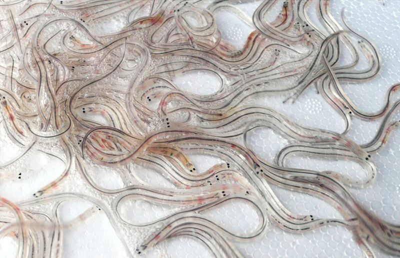 Glass Eel