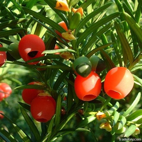 Chinese Yew Extract, Paclitaxel