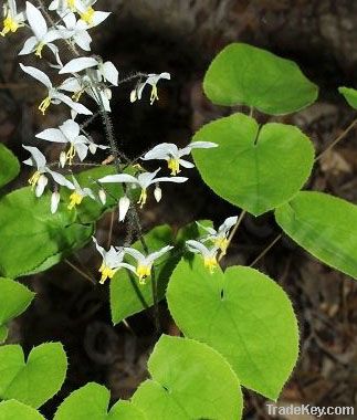 EPIMEDIUM