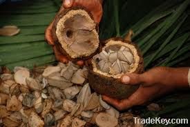 Brazil nuts