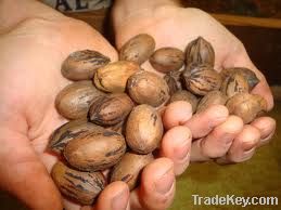 Pecan Nuts in shell and without shell