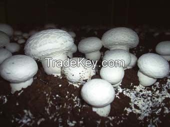 Mushroom peat casing layer