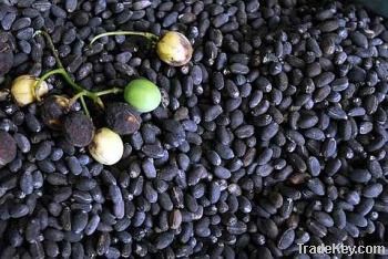 Jatropha Seeds