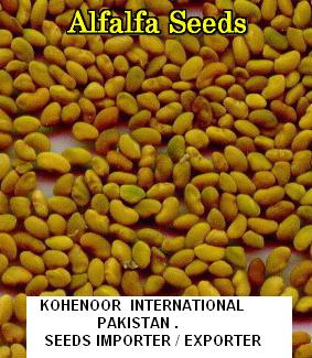 Alfalfa Seeds  ( Lucerne , Medicago Sativa ), Sesbania Seeds