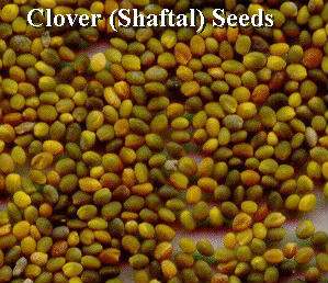 CLOVER SEEDS ( Tridolium Resupinatum, Shaftal &  Berseem Clover) SEEDS