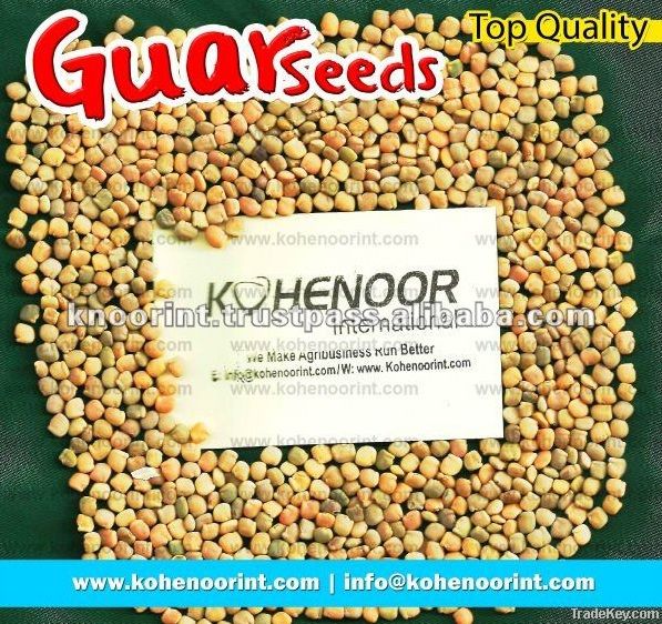 GUAR SEEDS