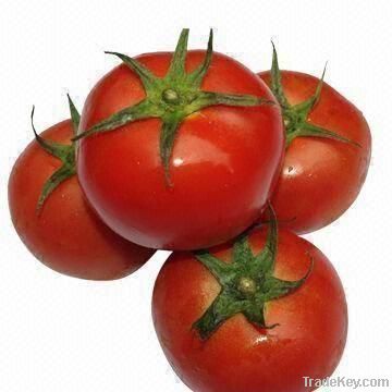 Fresh Tomato