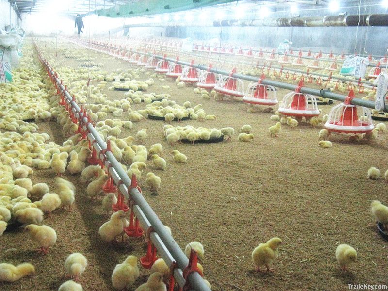 BC Series Poultry Farm Equipment Pan Feeding System