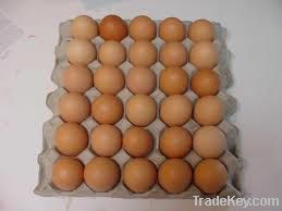 Table eggs