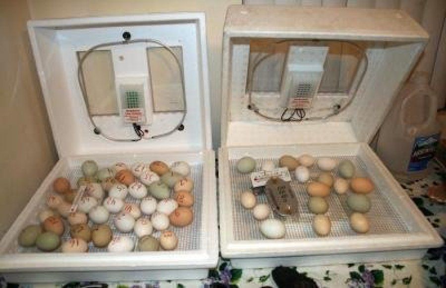 Fresh parrot eggs