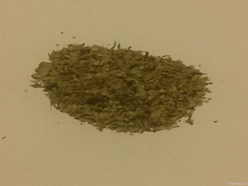 Pukatea (Laurelia novae-zealandia)