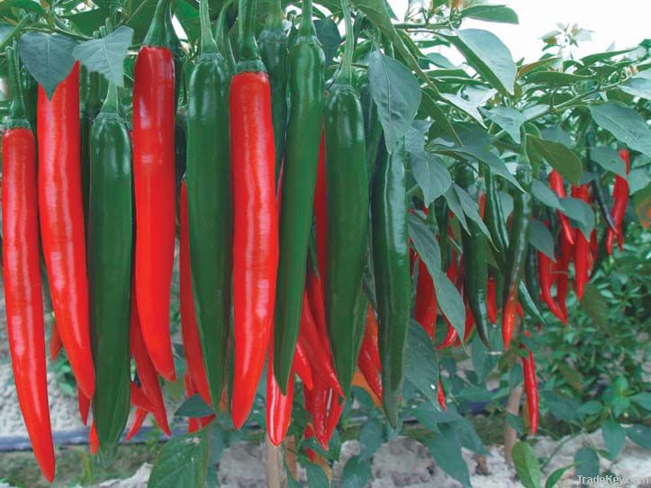 big red chili
