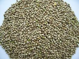 HEMP SEEDS