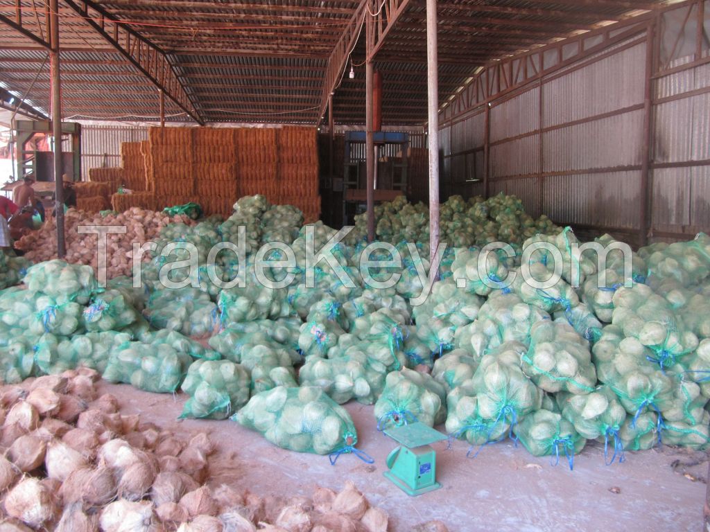 Semi-husk Mature Coconut, Dried Coconut