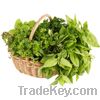 Fresh Herbs wholesale from Israel