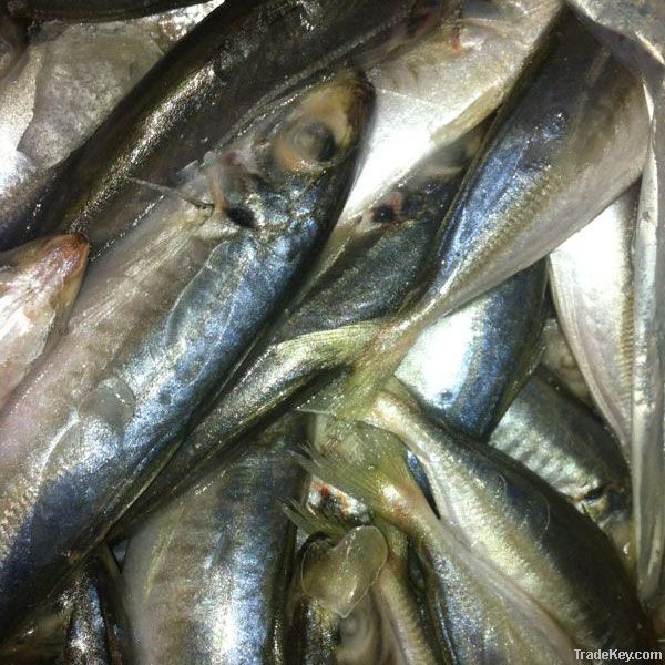 frozen horse mackerel