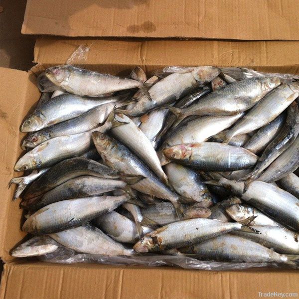 frozen sardine fish