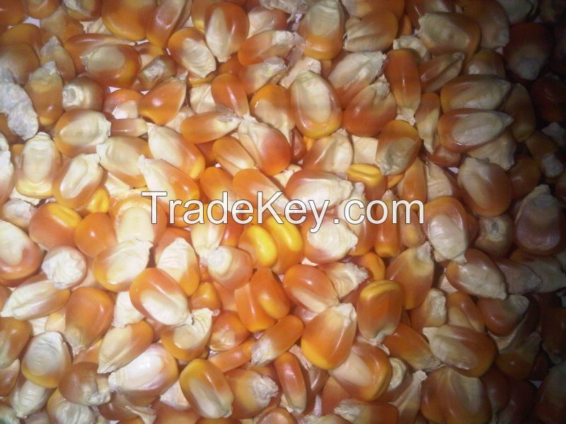 Yellow Corn Feed, Feed Barley, Feed Wheat and Other Grains 